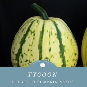 Peut inclure: Une citrouille rayée de vert et de jaune avec le texte "Blue Pumpkin Seed Co." et "TYCOON F1 HYBRID PUMPKIN SEEDS" sur un fond bleu.