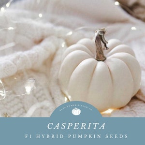 Casperita Pumpkin Seeds - Grow Mini White Pumpkins -Great for Edible Squash and Festive Decor