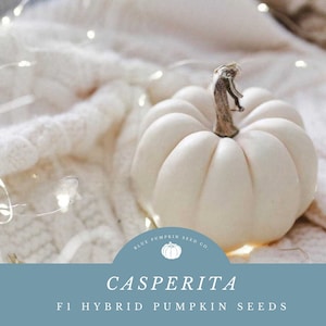 May include: A white pumpkin with a brown stem sits on a white knitted surface with white fairy lights. The text "Blue Pumpkin Seed Co." and "Casperita F1 Hybrid Pumpkin Seeds" is displayed below the pumpkin.