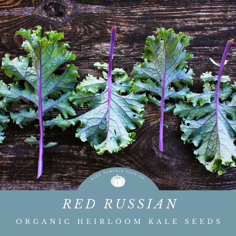 Red Russian kale leaves on a dark wooden table.