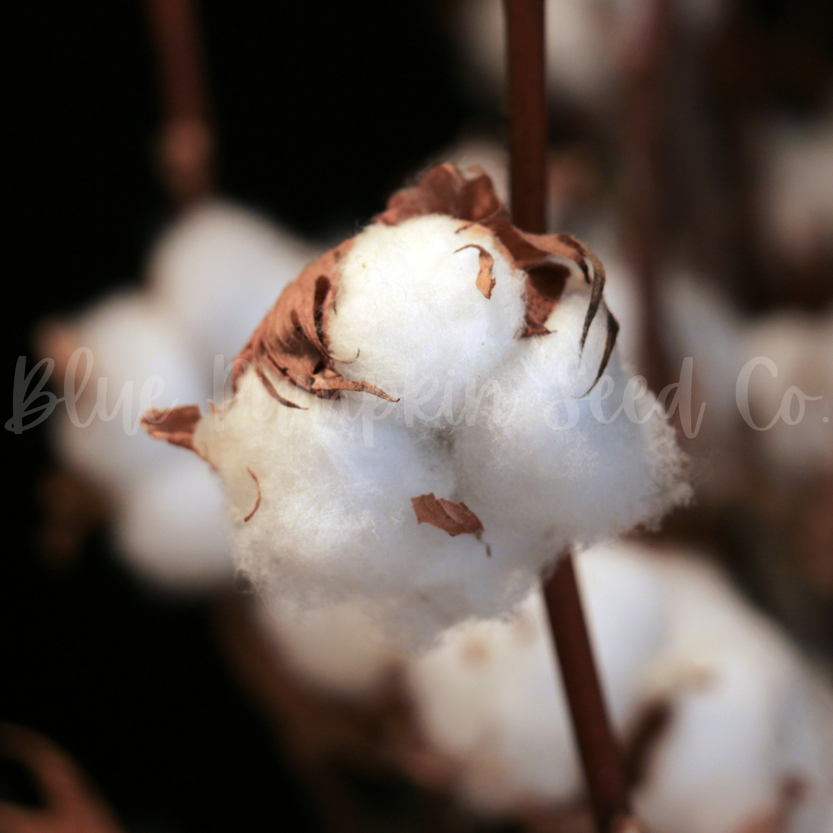 25 WHITE COTTON Gossypium Seeds Best Price-Free Shipping