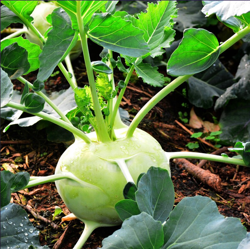 Superschmelz kohlrabi is growing closer to full maturity.