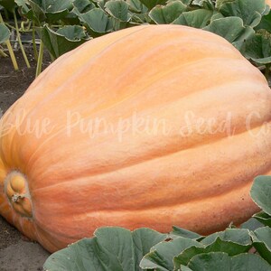 A young Dill's Atlantic Giant pumpkin growing next to a pumpkin patch.