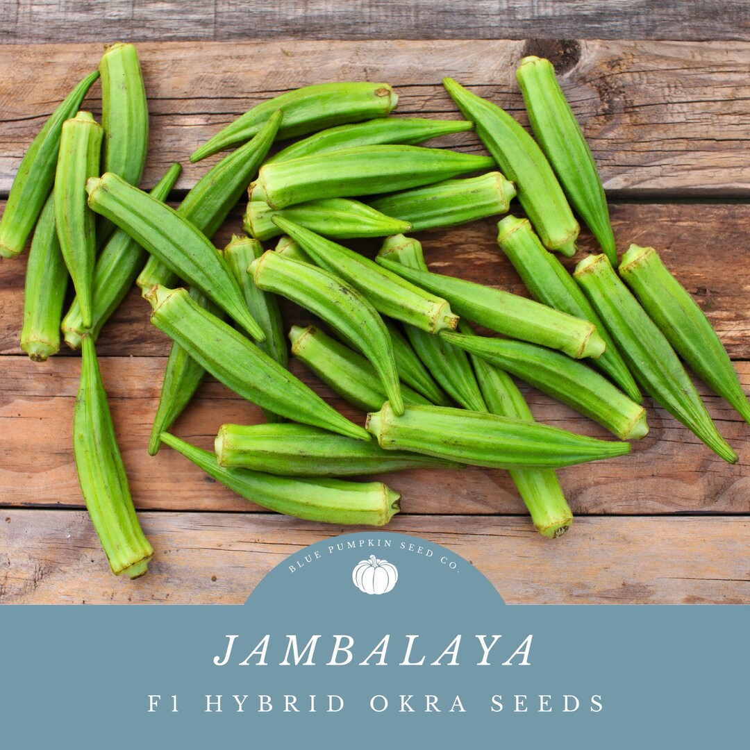 Jambalaya Okra F1 Hybrid Seeds Southern Okra Hybrid Okra Etsy