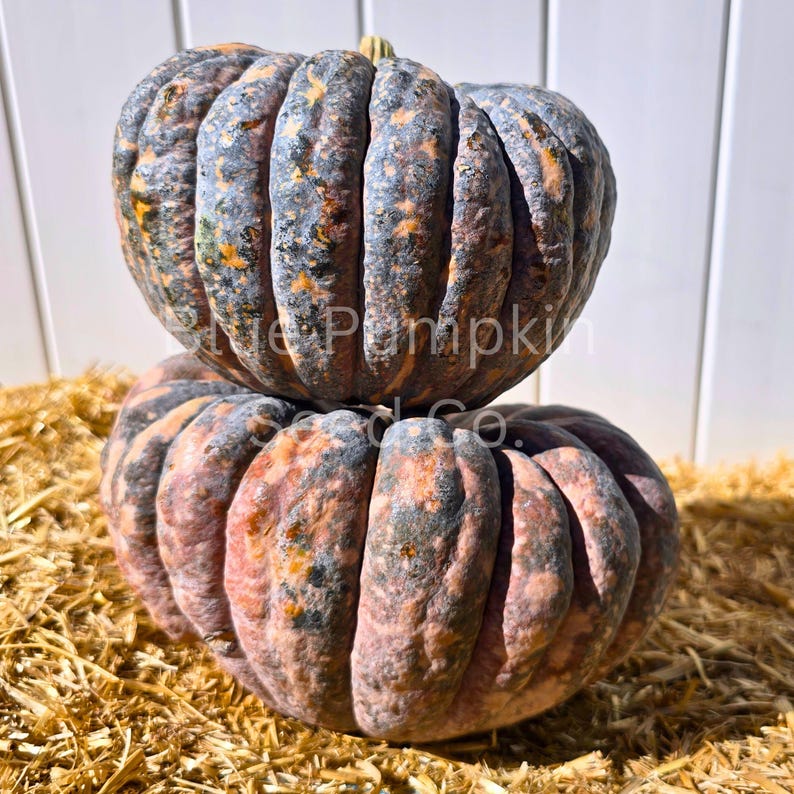 Several Chiriman pumpkins on a wooden table. One is sliced open, exposing the seed cavity inside.