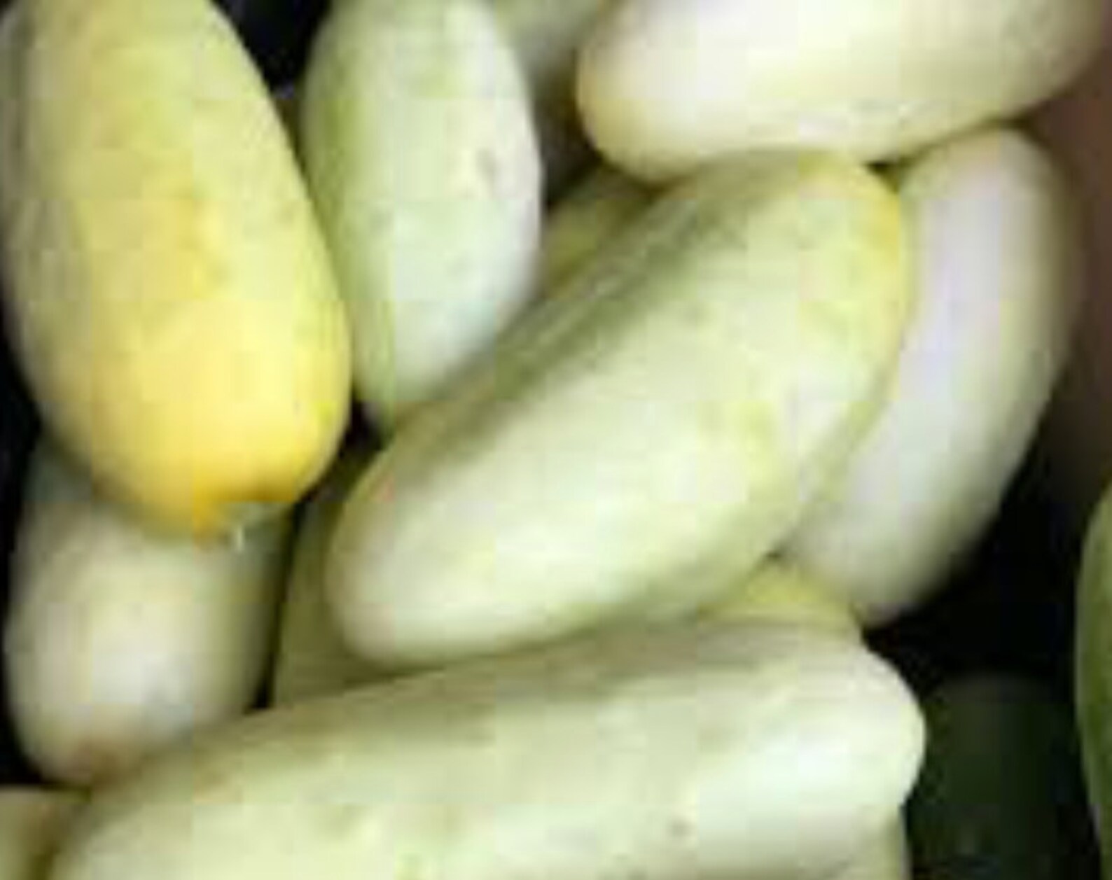 Organic Salt and Pepper Cucumber Seeds Albino Cucumber White Etsy