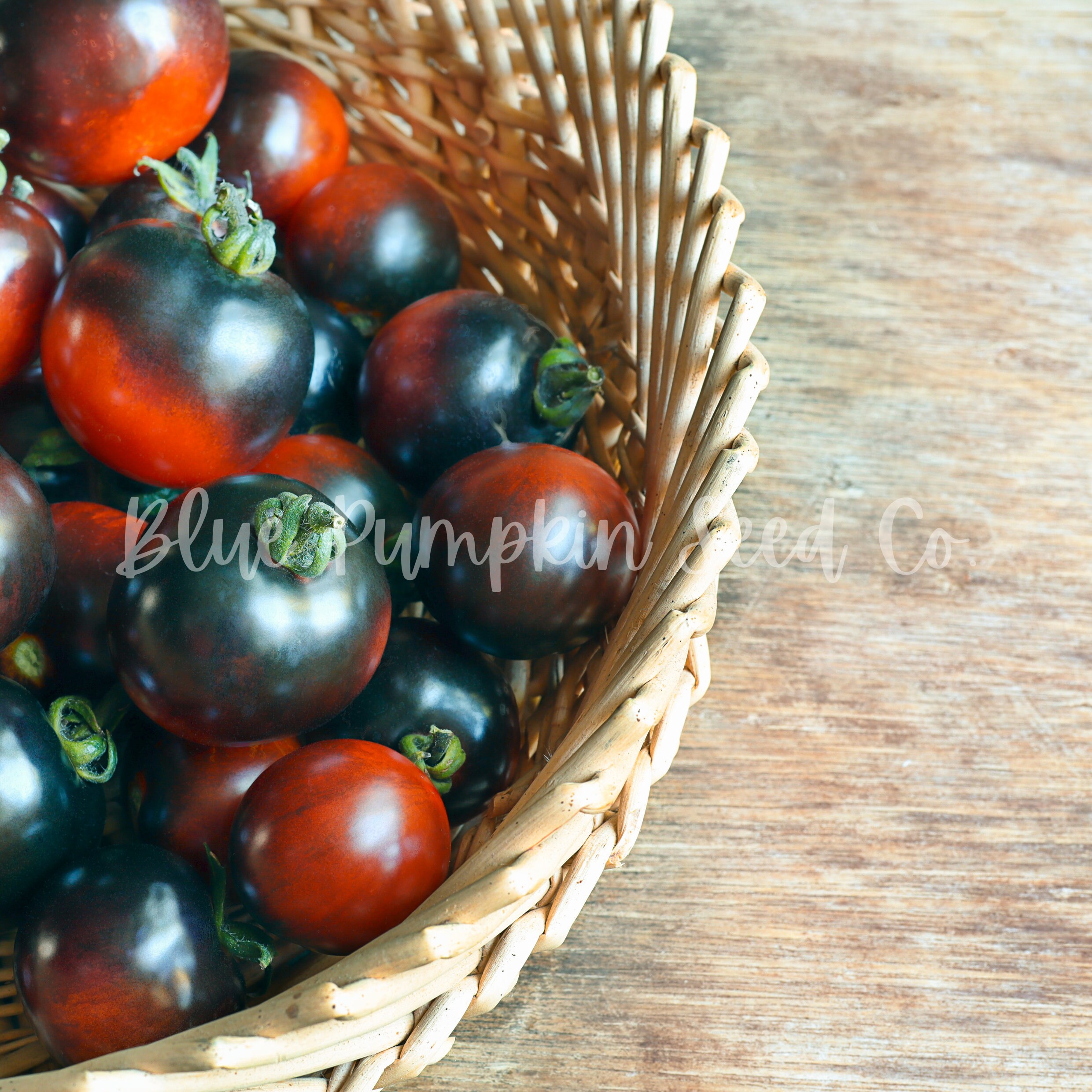 Indigo Cherry Drop Tomato (f1 Hybrid, Indeterminate