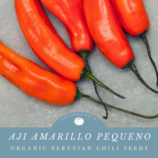 Peruvian Aji Amarillo Chili Seeds (organic): aji amarillo, gold chili, orange chili, Peruvian chili, Peru, gardening, seeds, chili