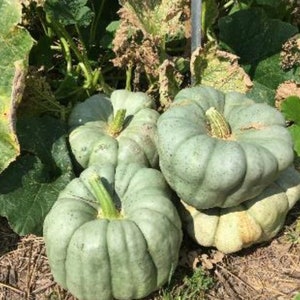 A pile of Blue Doll pumpkins next to a pumpkin patch.