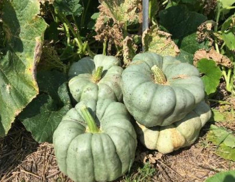 A pile of Blue Doll pumpkins next to a pumpkin patch.