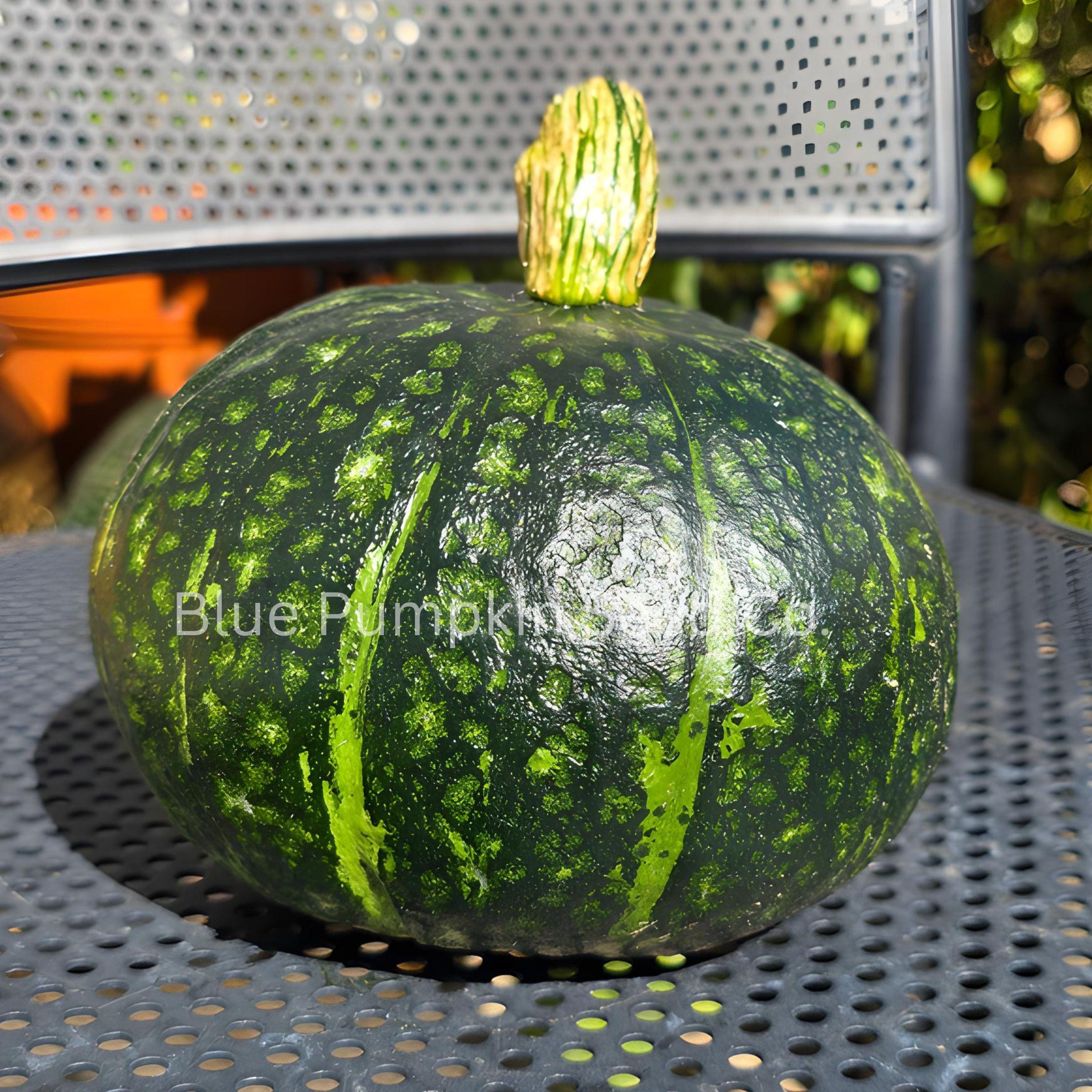 Kurinishiki F1 Kabocha Seeds - Japanese Winter Squash - Sweet & Savory ...