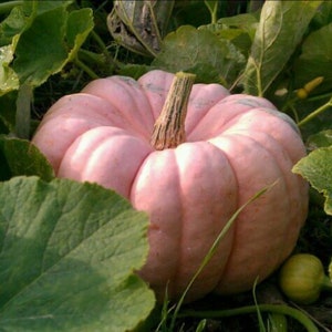 A Porcelain pumpkin in a pumpkin patch.