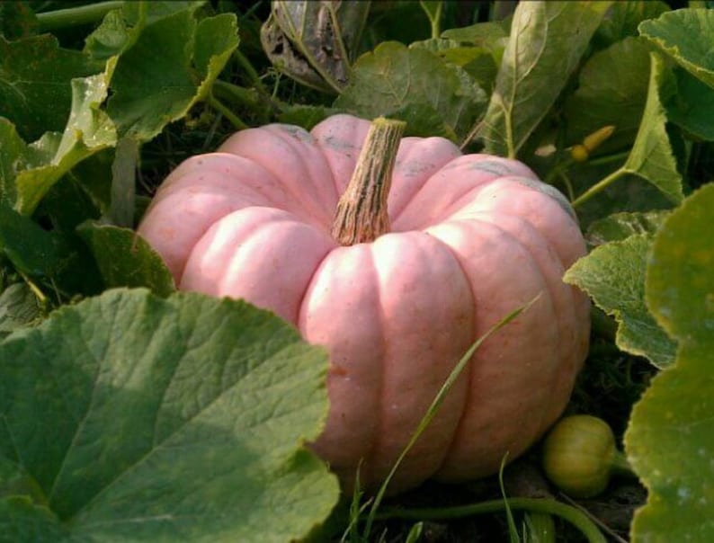 A Porcelain pumpkin in a pumpkin patch.