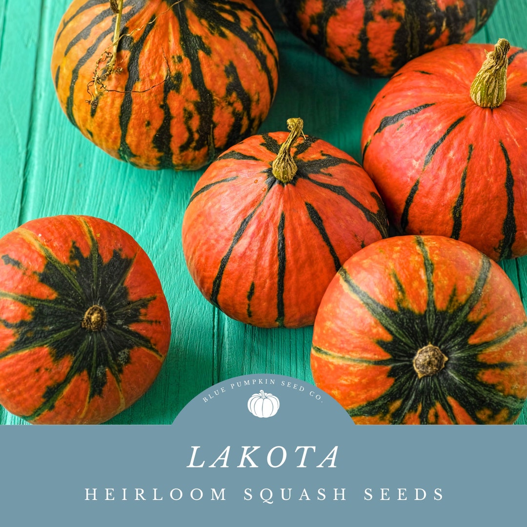 20 Japanese Heirloom Red Kuri Hokkaido Squash Seeds 20 Japanese Heirloom Red Kuri Hokkaido Squash Seeds
