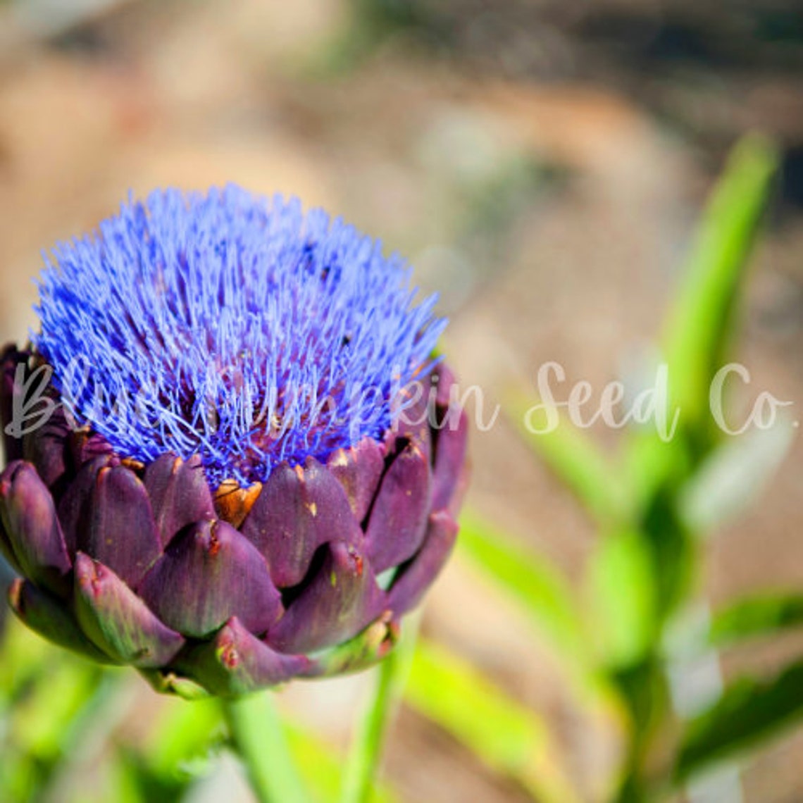 Violet Artichoke seed Purple artichoke purple Italian globe Etsy