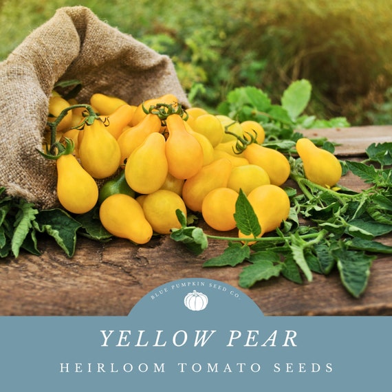 Yellow Pear Tomato Seeds – Organic, Heirloom, NON-GMO – Ukrainian Variety – Home Garden Vegatable