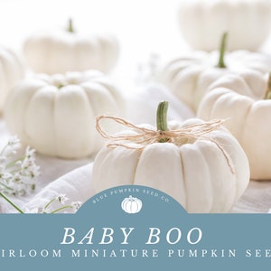 May include: White miniature pumpkins with a brown twine bow.  The pumpkins are arranged on a white linen fabric with white flowers.  The text "BABY BOO HEIRLOOM MINIATURE PUMPKIN SEEDS" is at the bottom of the image.  The text "BLUE PUMPKIN SEED CO." is in a circle with a small pumpkin icon.