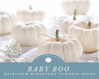 Baby Boo pumpkin seeds: Grow Tiny Miniature White Pumpkins - Easy and Fun to Grow -Perfect For Fall Displays!