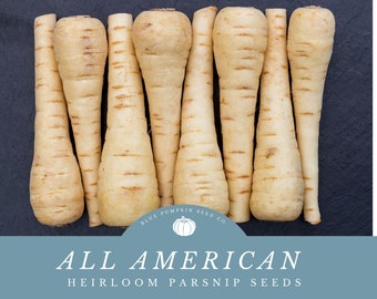 All American Parsnip heirloom seeds: From Garden to Gourmet - Rich And Sweet Flavor
