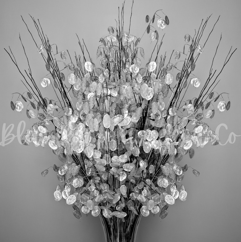An elegant display of Money Plant branches in a vase.