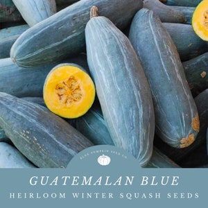 Guatemalan Blue Winter squash (rare/heirloom/c.maxima): Rare heirloom squash, Blue banana squash, South American  squash, squash seeds