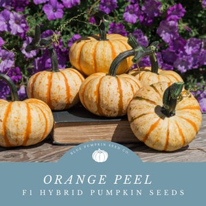 Orange Peel F1 Pumpkin Seeds: Magical Mini Stripey Pumpkins-Great for fall displays and markets!