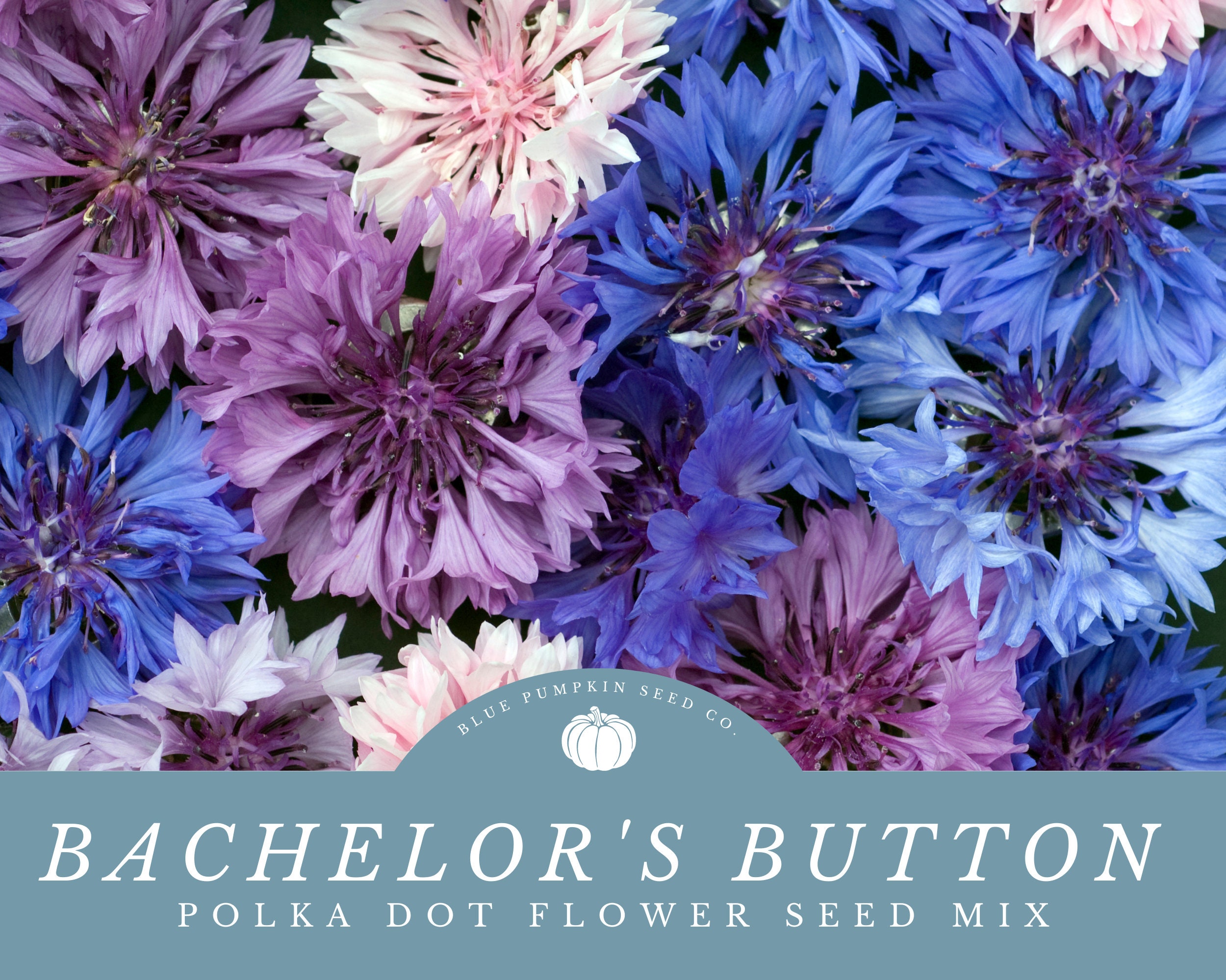 Bachelor Buttons Polka Dot Flower Mix