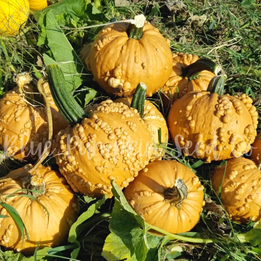 Grizzly Bear F1 Hybrid/c.spp. Seeds: Tan Pumpkin Buff - Etsy UK