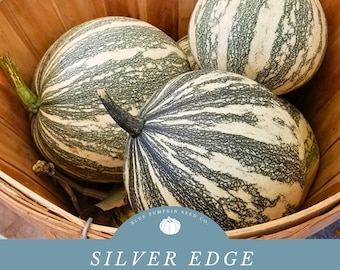Semillas de Silver Edge (heirloom/c.mixta): calabaza heirloom, calabaza Cushaw, calabaza de invierno, pipián de Tuxpan, pepitas de Vera Cruz, calabaza pepita