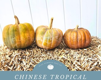 Chinese Tropical Pumpkins - Grow Rare Heat Tolerant Pumpkins - Savor the Intense Sweetness and Creamy Texture