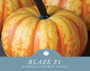May include: Close-up of a Blaze F1 hybrid pumpkin seed packet. The packet features a photo of a bright orange and yellow pumpkin with a green stem. The text "Blaze F1" and "Hybrid Pumpkin Seeds" is printed on the packet.