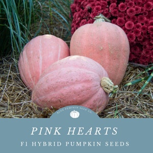 May include: Three pink heart-shaped pumpkins on a bed of straw. The pumpkins are a pale pink color with a slightly rough texture. The text "Pink Hearts F1 Hybrid Pumpkin Seeds" is displayed on a blue background.