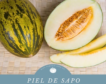 Piel De Sapo Melon (heirloom) seeds: Santa Claus Melon, Christmas Melon, Crock Melon, Australian melon, heirloom melon seeds