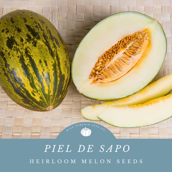 Piel De Sapo Melon (heirloom) seeds: Santa Claus Melon, Christmas Melon, Crock Melon, Australian melon, heirloom melon seeds