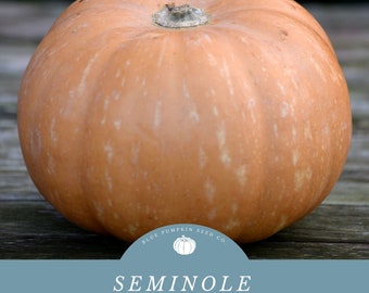 Seminole pumpkin (heirloom/c.moschata) seeds: Tropical pumpkin, Florida pumpkin, Cherokee Tan pumpkin, organic pumpkin, non gmo seeds