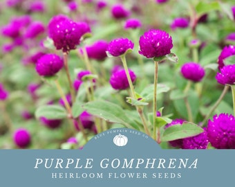 Purple Gomphrena seeds: Elevate Your Floral Creations with Sophisticated Beauty