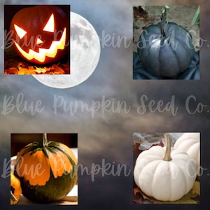 Halloween seed mix (bat,kat, ghost, jack o lantern mix): Casperita (little casper in Spanish), black kat, batwing, and jack o lantern seeds