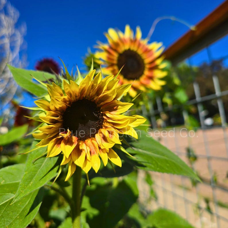 Two Cherry Rose F1 Sunflowers in the sunshine.