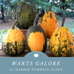 Warts Galore F1 Pumpkin seeds: - A Surprise Mix Of Black And Orange Warted Pumpkins-Perfect For Halloween!
