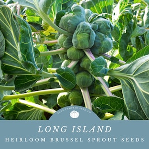 Long Island Brussels Sprouts (heirloom seeds): Long Island Improved Brussels Sprouts, Long island Brussel Sprouts, Brussel Sprouts seeds