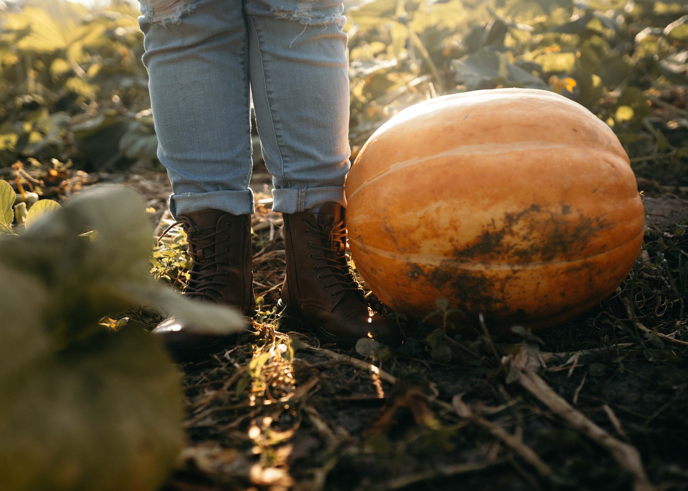 Dickinson pumpkin seeds organic Pie Squash pie pumpkin Etsy