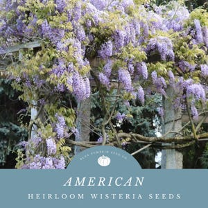 Pergola for Wisteria - Etsy