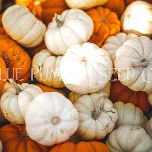 Casperita pumpkins amongst several other pumpkins.