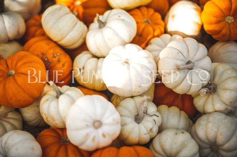 Casperita pumpkins amongst several other pumpkins.