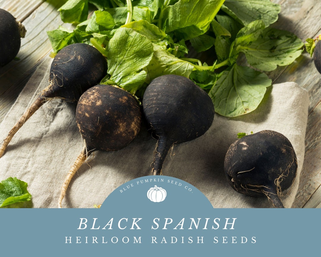 Black Spanish Radish Seeds - Grow Your Own Spicey and Delicious ...