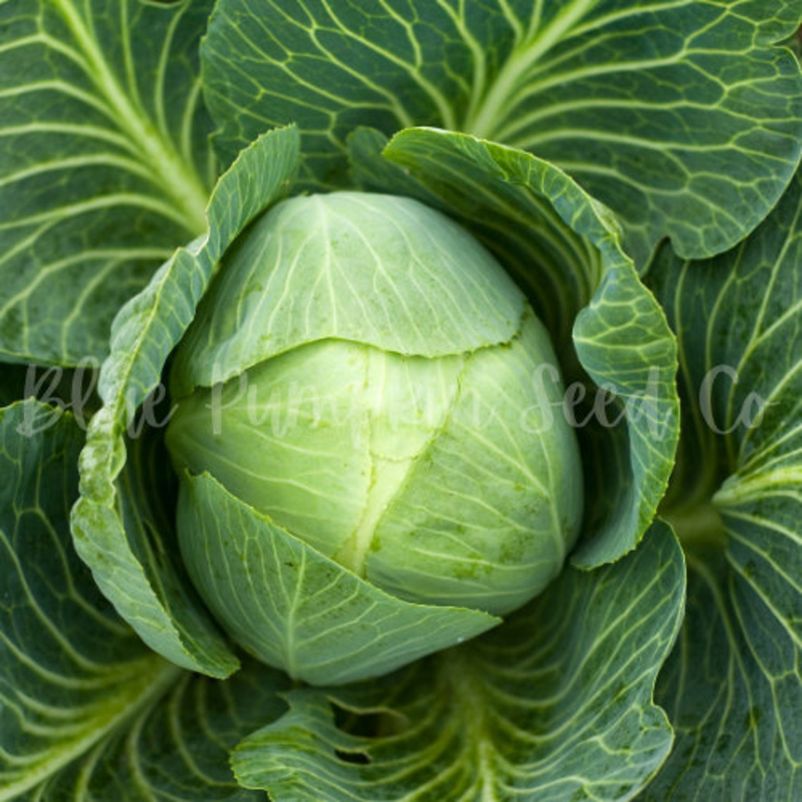 All Seasons cabbage seeds Vandergaw all year cabbage Etsy