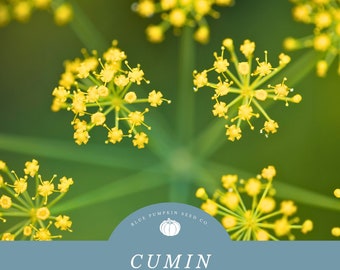 Cumin seeds: Enhance Your Recipies With The Warm And Earthy Notes Of Fresh Cumin