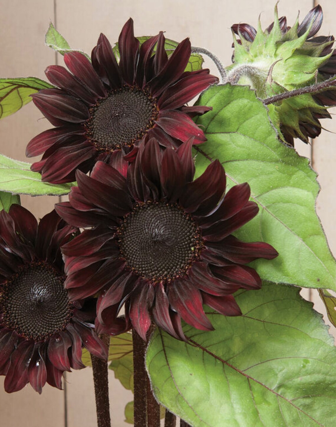 Chocolate Cherry Sunflower Seeds Red Sunflower Red and Black Etsy