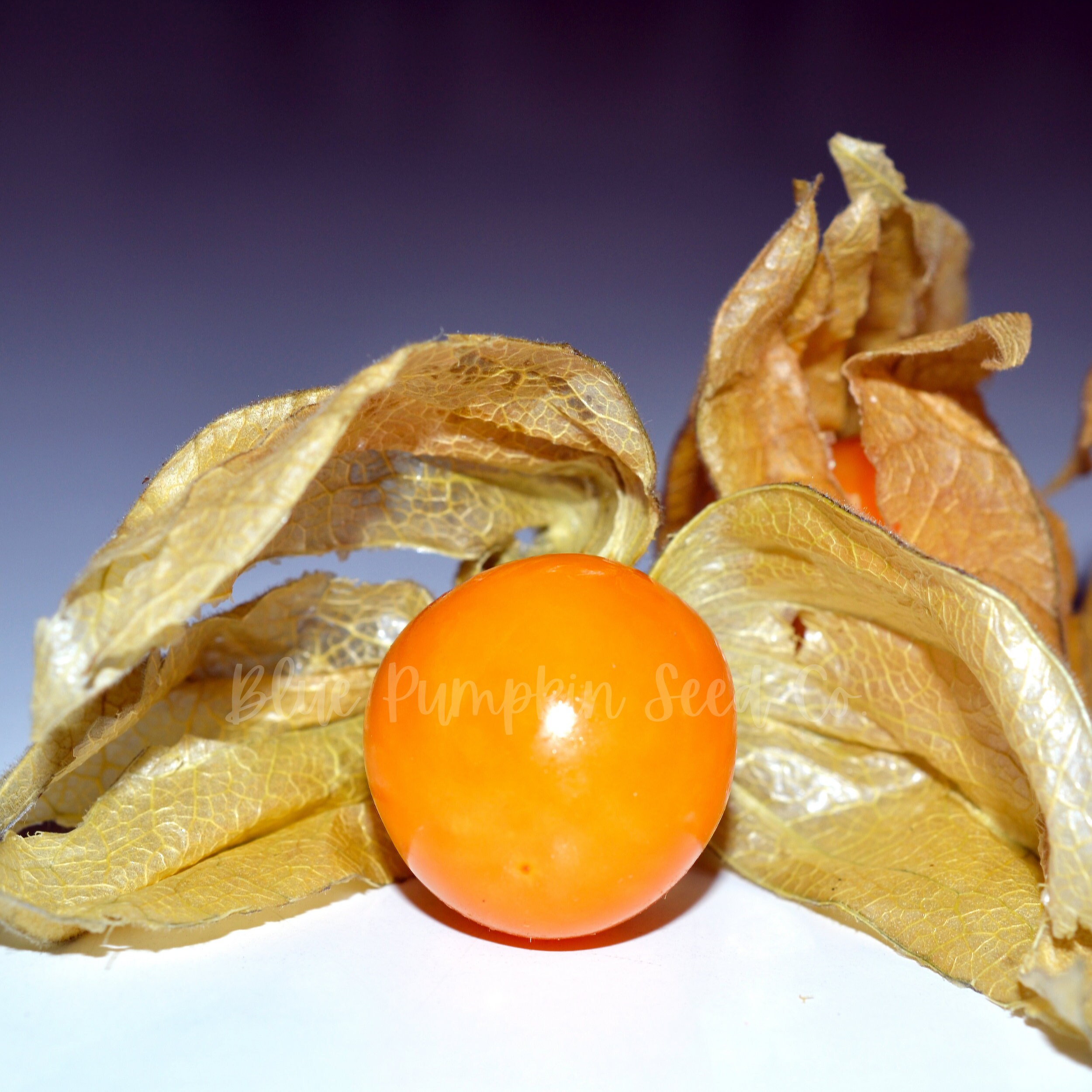 Pineapple Ground Cherry / Pineapple Tomatillo Ground cherry Etsy