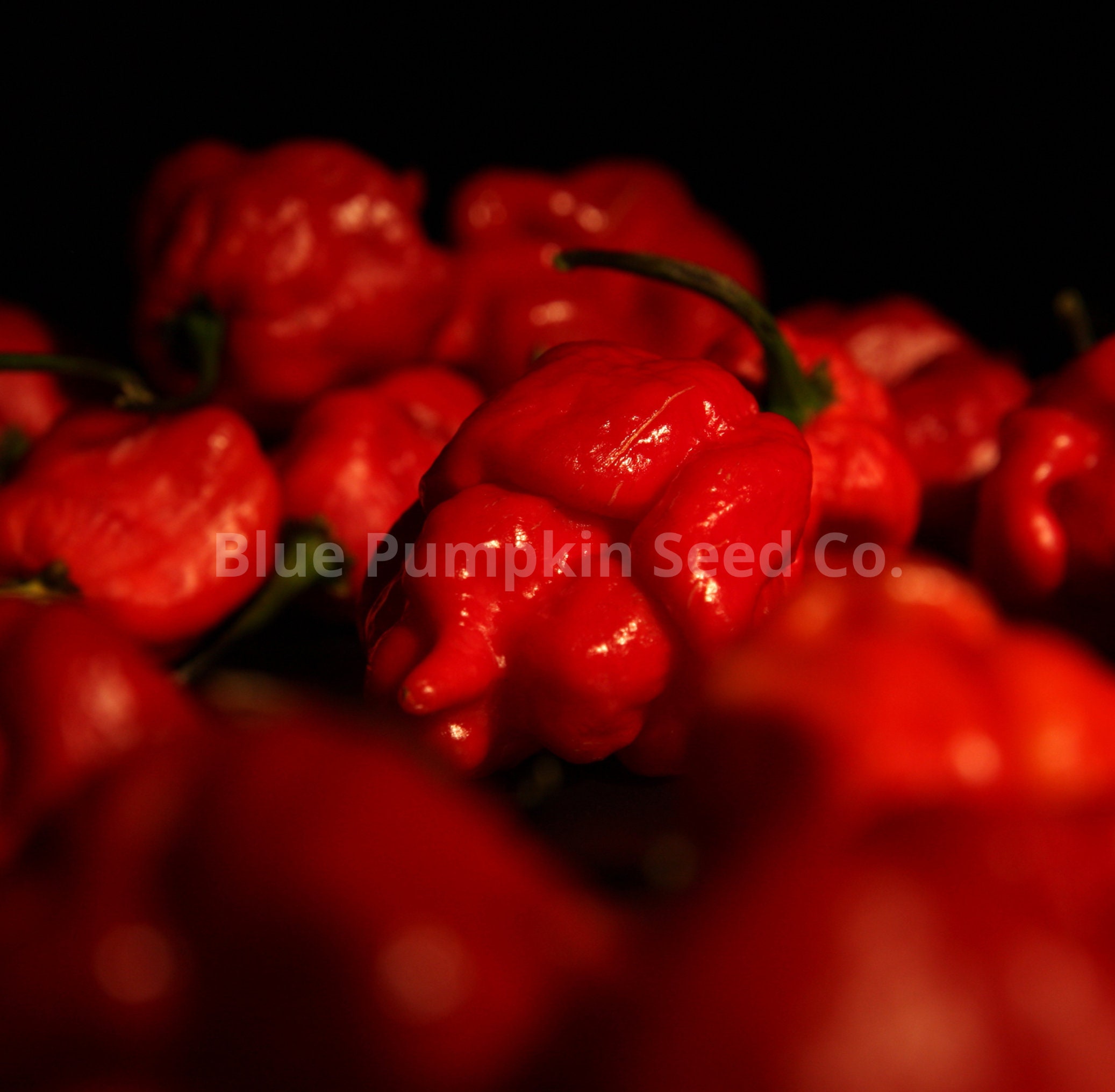 Chili-Samen Trinidad Scorpion Butch T – 5 Samen, Extrem Scharf (>1,46 Mio. Scoville)